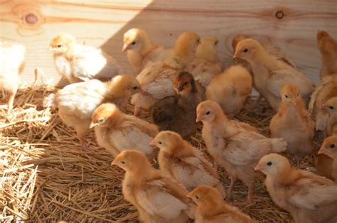 mcmurray hatchery pullets|mcmurray hatchery location.